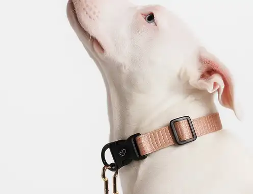 Beyond the Welcome Treat: A New Way to Greet Furry Guests