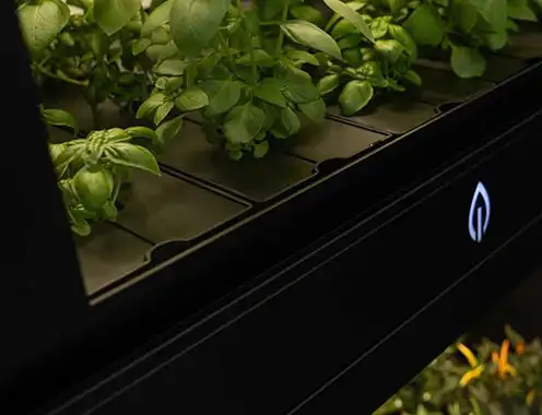 Cultivating local food at EHL's 1893: Cultifutura's vertical farming