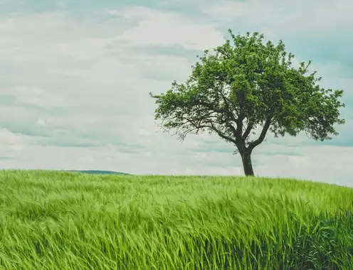 Embracing Sustainability: A Conversation with BLLA Vendor Partner, Hotels for Tree