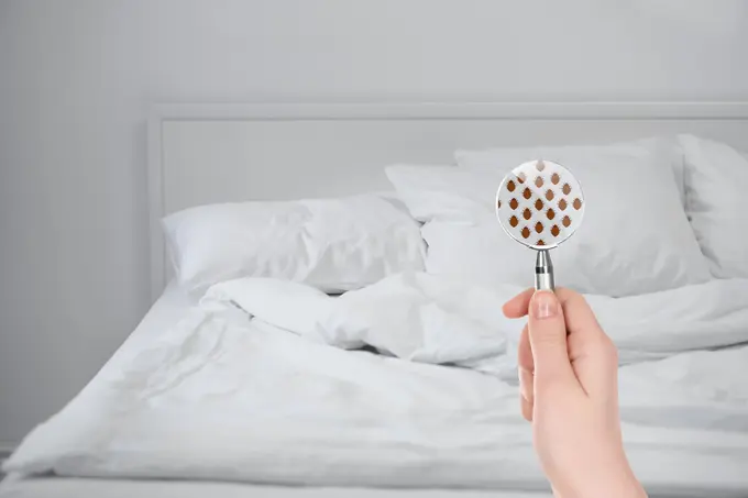 Five tips to check your hotel room for bed bugs