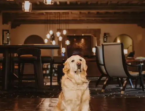 Fairmont Hotels & Resorts Gives Dog Owners & Their Pups Something To Celebrate This International Dog Day
