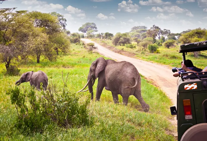 Domestic Tourists