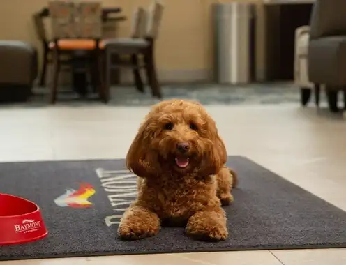 Baymont Hotels Celebrate National Dog Day with Search for Next "Baymont Buddy of The Year"