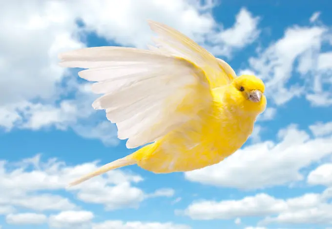 Airbnb as the Literal Canary in the Coal Mine