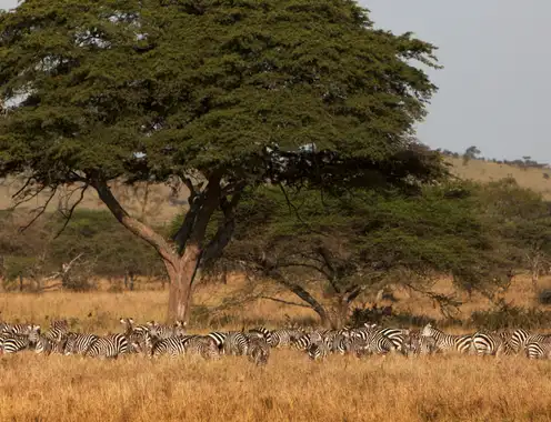 Four Seasons Safari Lodge Serengeti