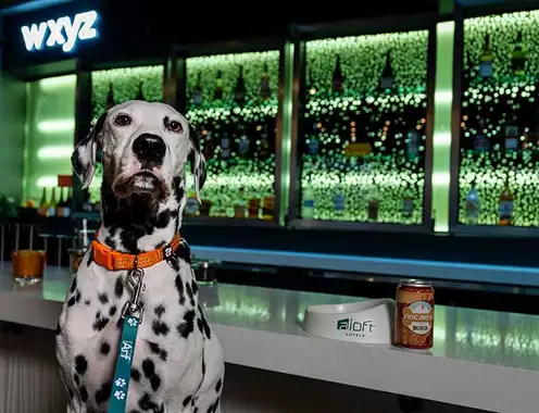 Aloft Hotels Offers Working Dogs Free (Dog) Brew This International Dog Day