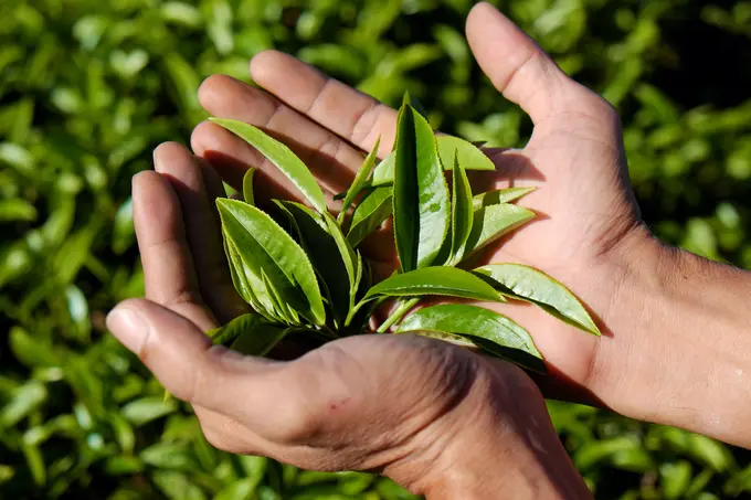 Q: How to brew loose leaf tea