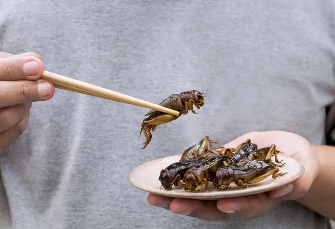 The Future of Food: What is it Made Of?