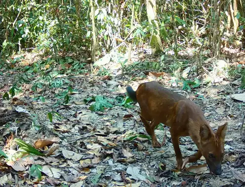 Newborn Elephants and Endangered Dholes Thrive in Minor Hotels