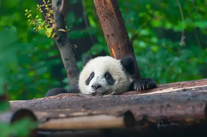 Embracing Wildlife Preservation Causes | By Larry Mogelonsky