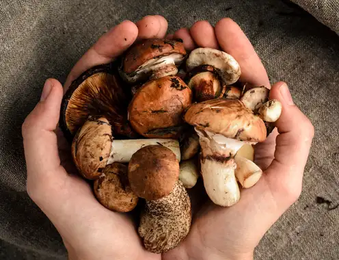 Six quick & easy mushroom recipes for autumn