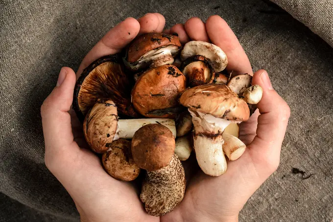 Six quick & easy mushroom recipes for autumn