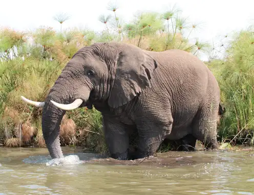Salt of Akagera Elephants at Akagera National Park