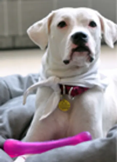 Edie