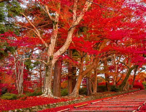 Fall foliage will lift Japan’s hospitality market