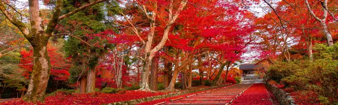 Fall foliage will lift Japan’s hospitality market
