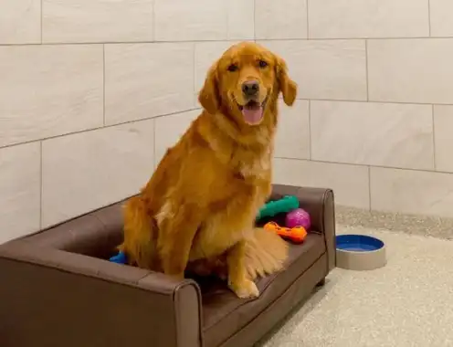 K9 Resorts Luxury Pet Hotel Deerfield