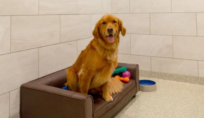 K9 Resorts Luxury Pet Hotel Deerfield ......