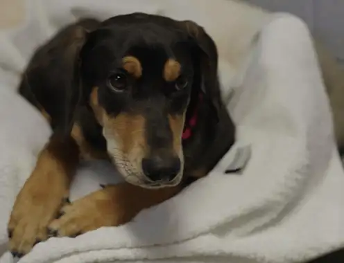 Hilton, Mars Petcare and Greater Good Charities Team Up to Donate More Than 100,000 Towels to Hundreds of Animal Shelters
