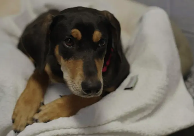 Hilton, Mars Petcare and Greater Good Charities Team Up to Donate More Than 100,000 Towels to Hundreds of Animal Shelters