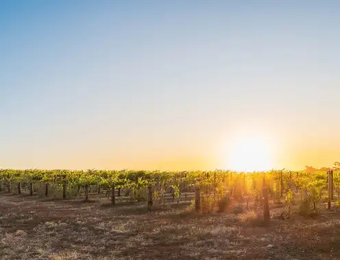 The Shifting Landscape of Wine Prestige
