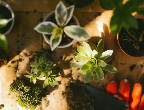 The Growing Role of Indoor Plants in Hotel Spaces: More Than Just Decoration