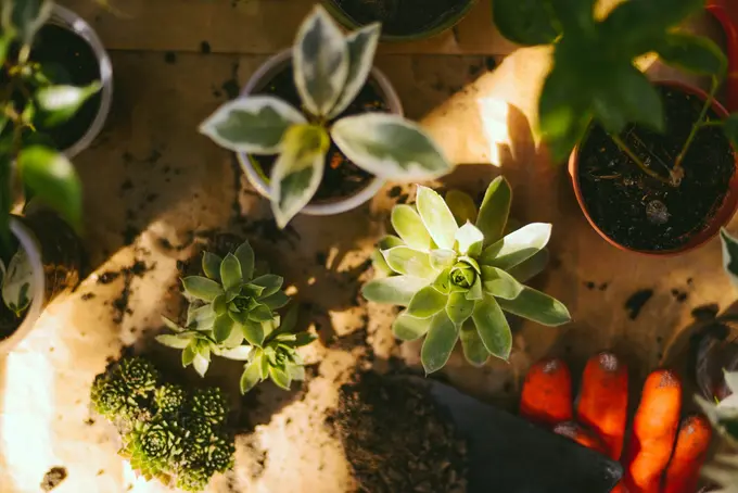 The Growing Role of Indoor Plants in Hotel Spaces: More Than Just Decoration