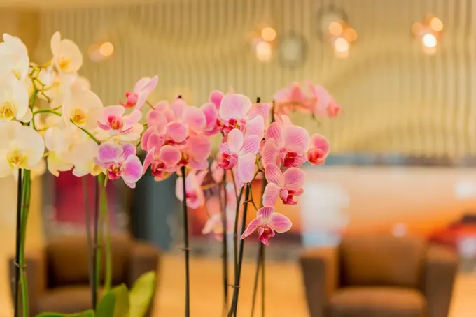Scent Of A Lobby | By Benoit Gateau-Cumin