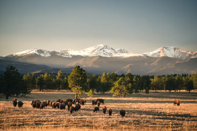 Tambourine Partners with Ted Turner Reserves, Launches New Website Showcasing the Brand