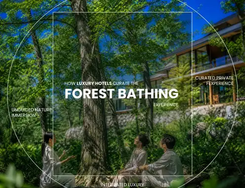 Forest Bathing, Curated: Three Levels of Hospitality Engagement