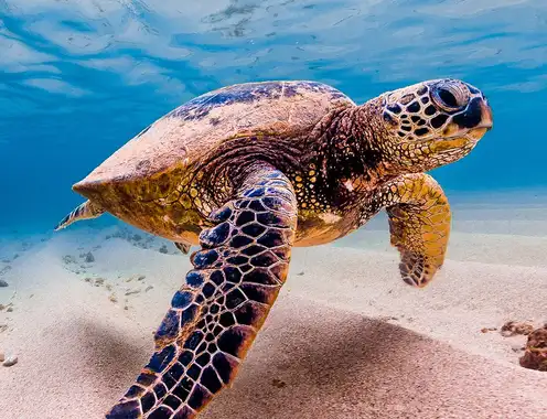 Tourism Rises to the Ocean Challenge at UNOC3: A Unified Call for a Blue Transformation