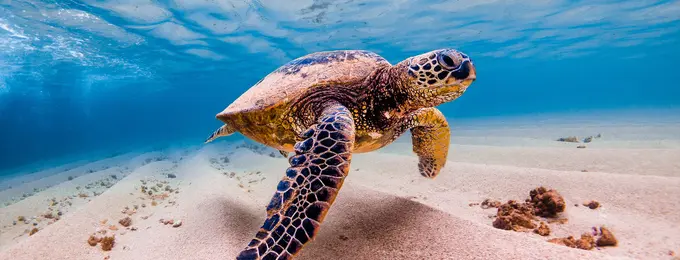 Tourism Rises to the Ocean Challenge at UNOC3: A Unified Call for a Blue Transformation