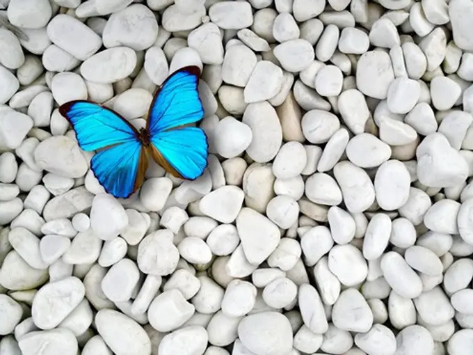 The Magic of Metamorphosis: Organizational Change and Inspirational Leadership | By Nicolas Frangos