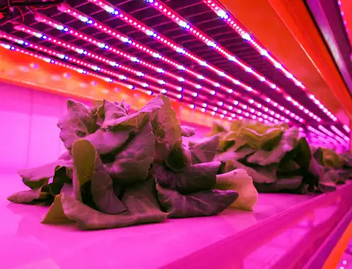The Future of Hospitality: Food, Wellbeing, and the Power of Innovation
