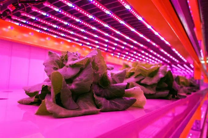The Future of Hospitality: Food, Wellbeing, and the Power of Innovation