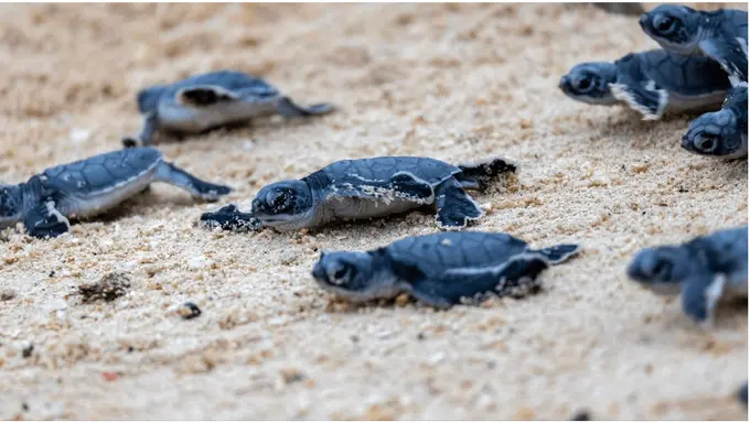 Sea turtle hatching at Banyan Tree Vabbinfaru for the first time in more than a decade