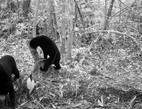 Newborn Elephants and Endangered Dholes Thrive in Minor Hotels