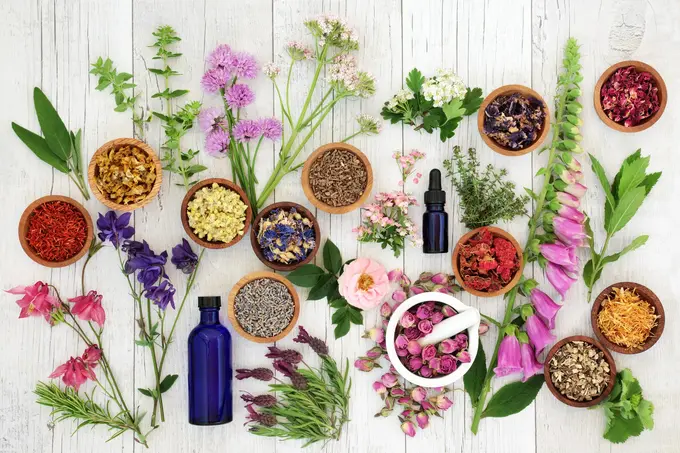 The Holistic Lifestyle: Can Naturopathy, Herbal Mixology, and Other Holistic Practices Be Applied in U.S. Hotels?