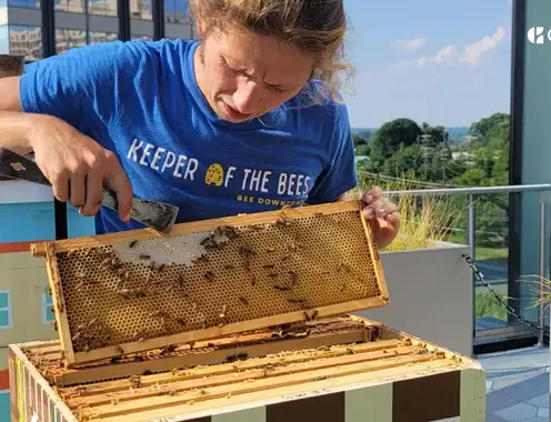 Bee Downtown beekeeper tending to Choice Hotel