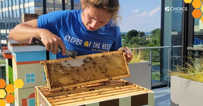Bee Downtown beekeeper tending to Choice Hotel