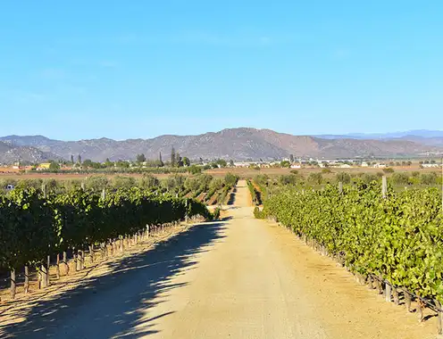 Dream Hotel Valle de Guadalupe