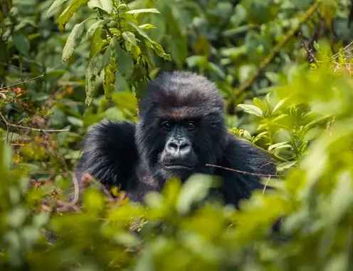 Rwanda