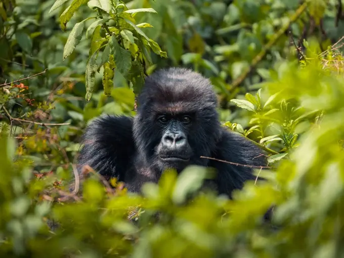 Rwanda