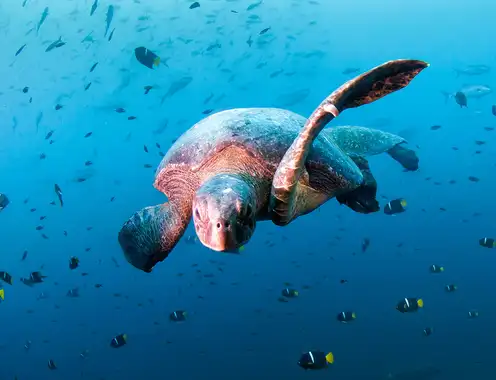 Novotel Announces Ocean Protection Partnership with WWF