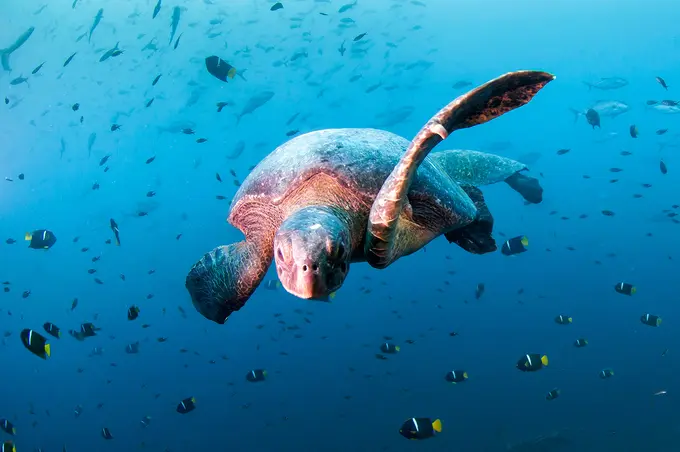 Novotel Announces Ocean Protection Partnership with WWF