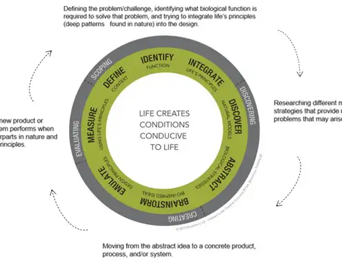 How biomimicry can lead to innovative and resilient business solutions