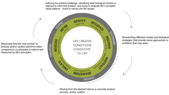 How biomimicry can lead to innovative and resilient business solutions