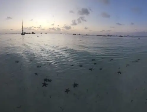 The Fragile Ecosystem of Revenue Management aka. what a beach in Zanzibar taught me